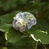 紫陽花