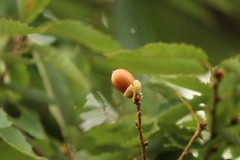 団栗