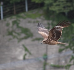 トンビの飛躍