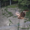トンビの飛躍