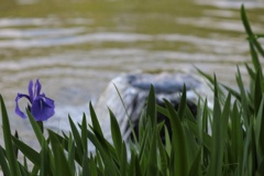 水辺に咲く花