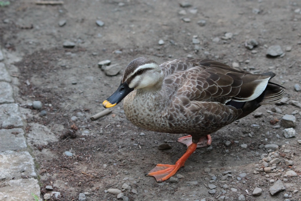 散歩するカモ