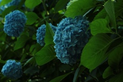 紫陽花