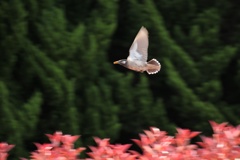 ムクドリの飛躍