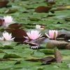 睡蓮