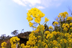 菜の花