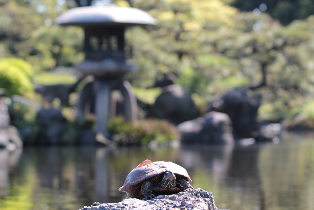 庭園と亀