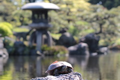 庭園と亀