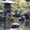 庭園と亀