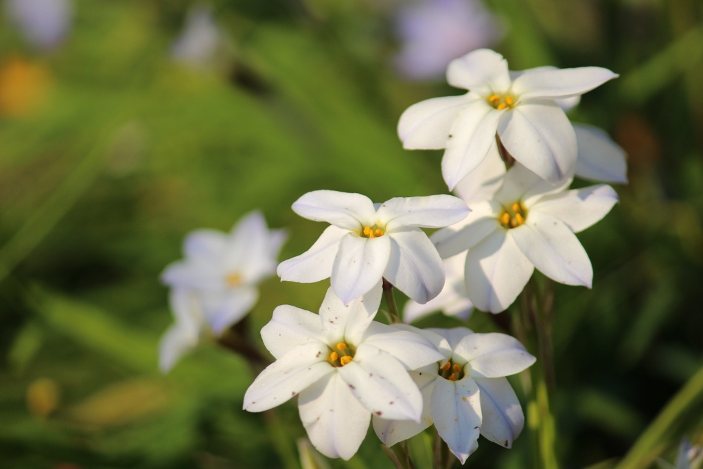 汚れなき花
