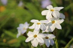 汚れなき花