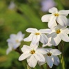 汚れなき花