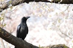 カラスの花見