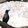 カラスの花見