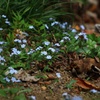 ほの暗くひっそりと咲く花