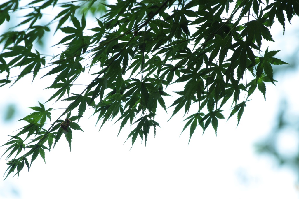 夏色