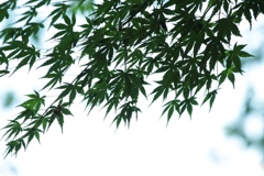 夏色