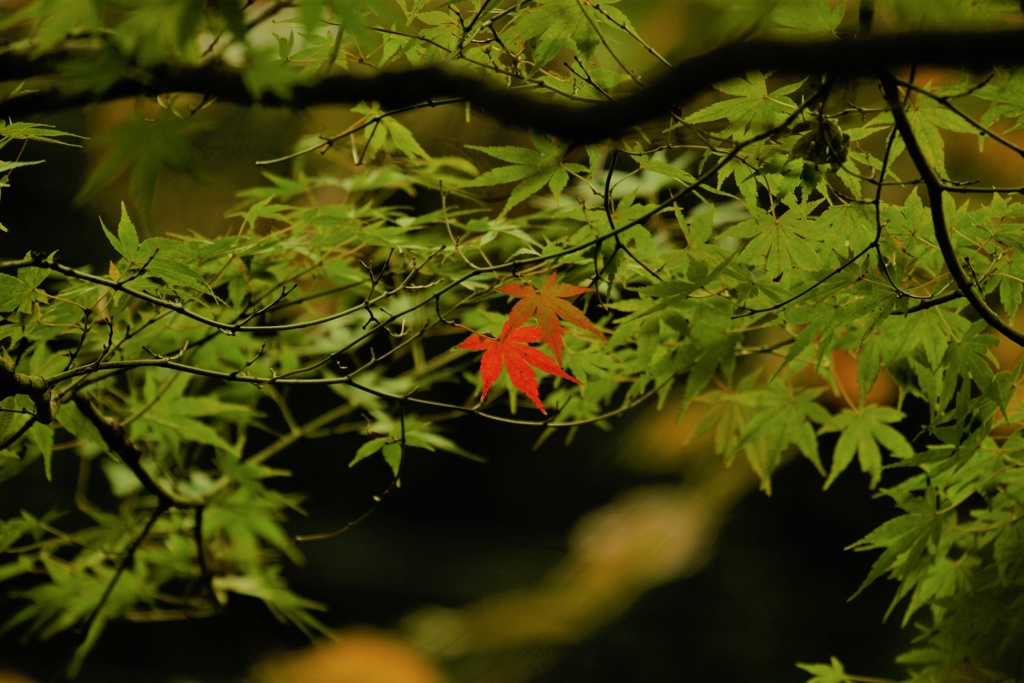 先に染まらないで紅(くれない)？