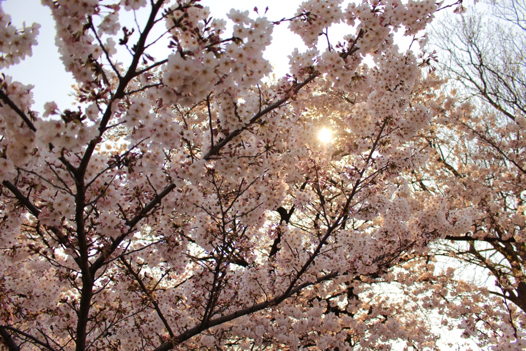 桜カーテン