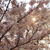 桜カーテン