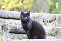 モデル気取りの野良猫