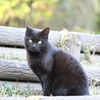 モデル気取りの野良猫