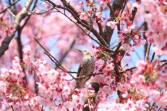 桜とヒヨドリ