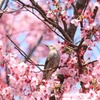 桜とヒヨドリ