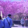 桜でデート