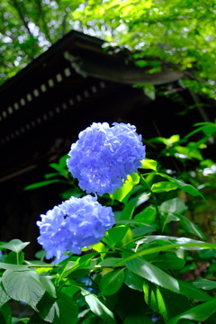 背比べ