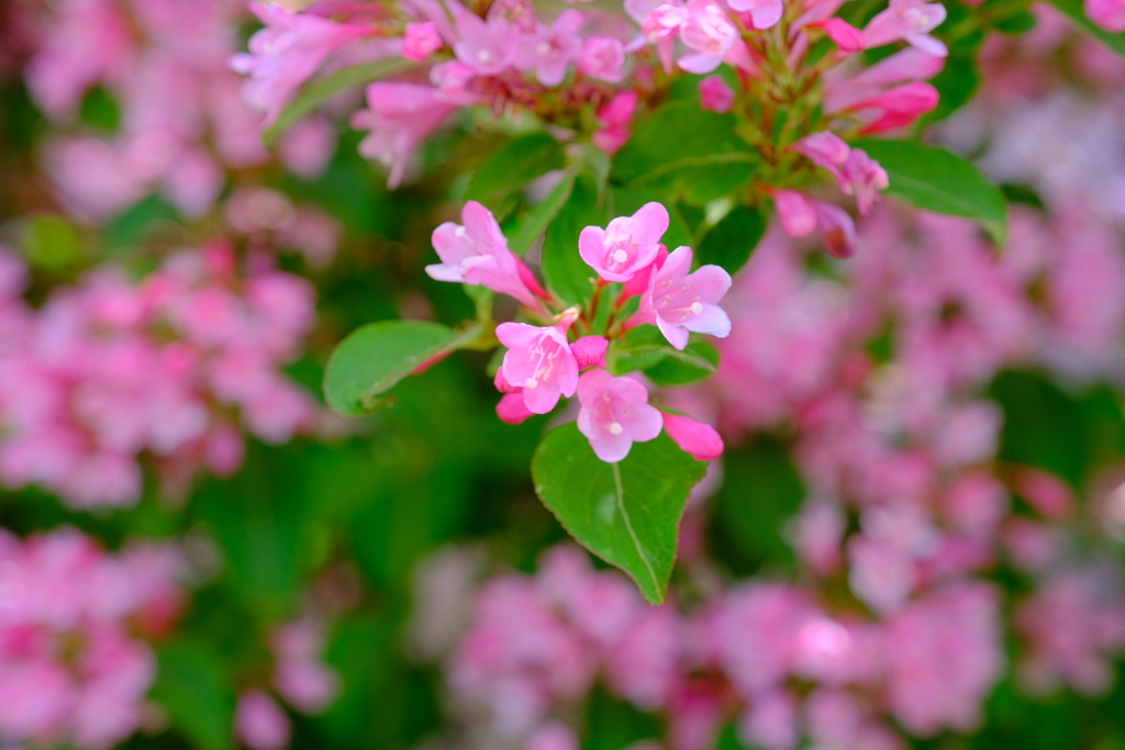 四万からの花手紙