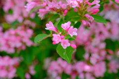四万からの花手紙