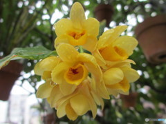 Den.サルカタム