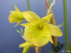 Den.デキサンサム