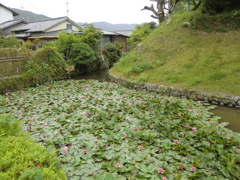 幻の安芸城跡