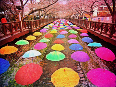 桜と傘に覆われた川