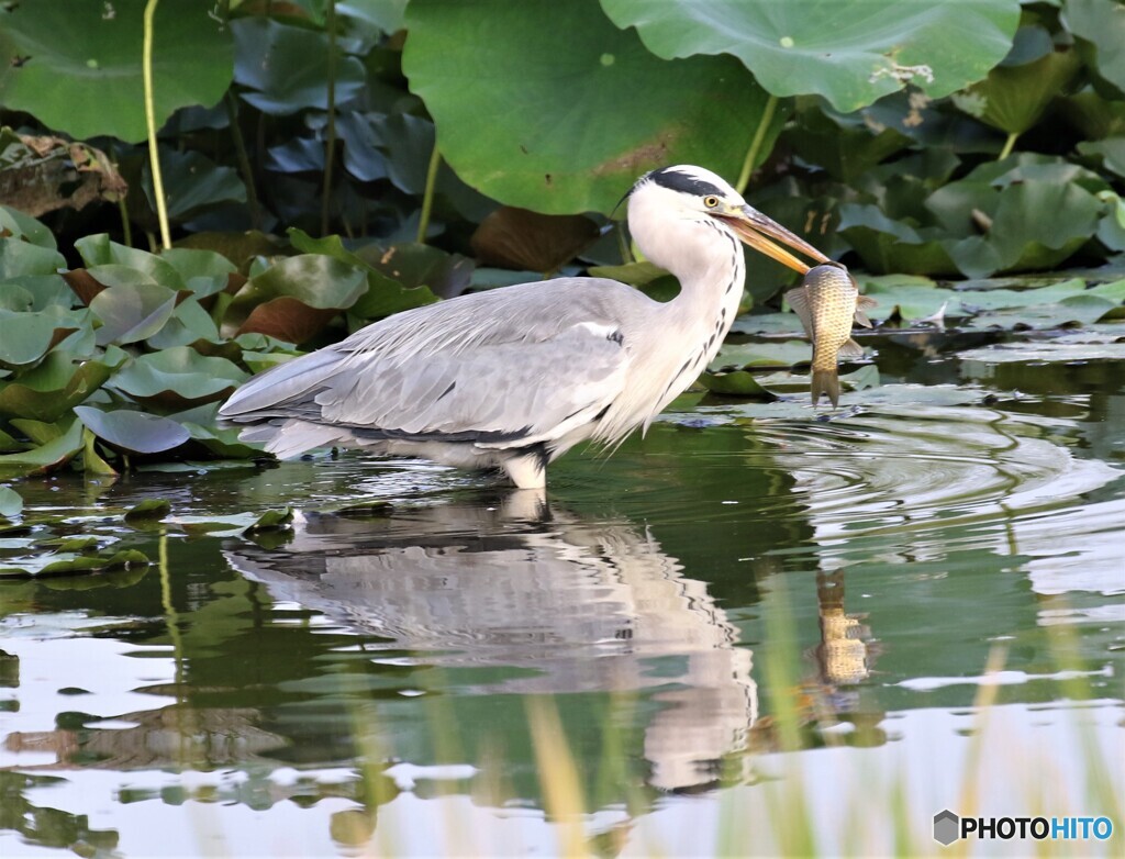 アオサギさん。⑤