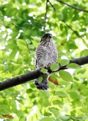 ツミの幼鳥３兄弟。③