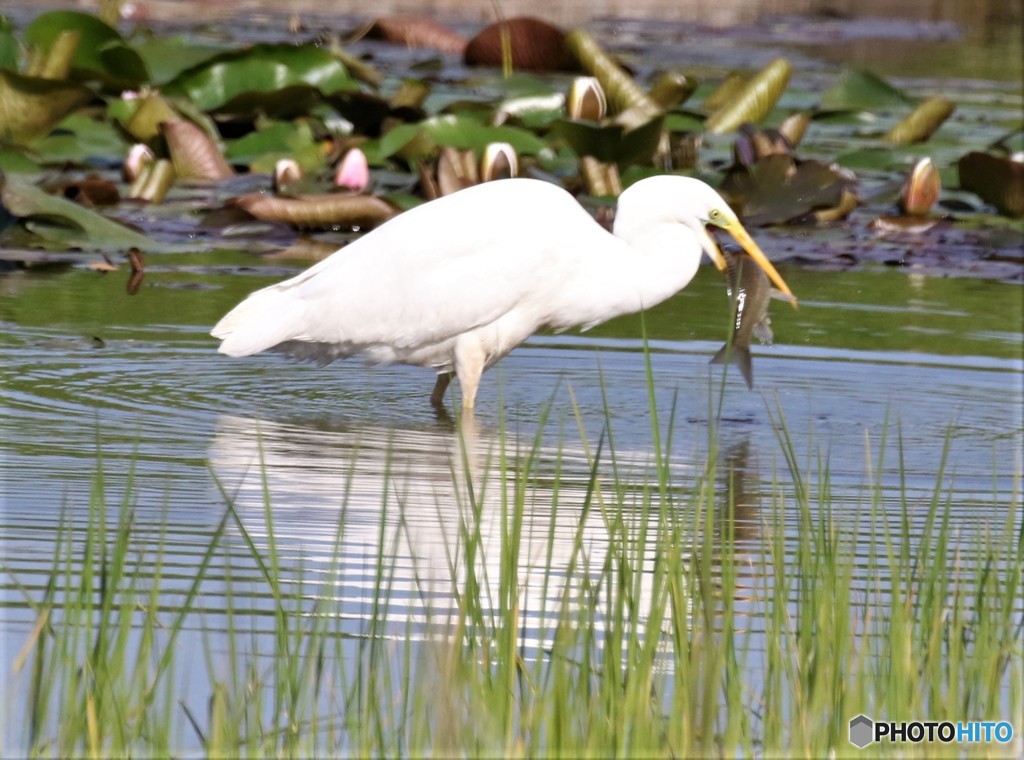 ダイサギさん・食事中。