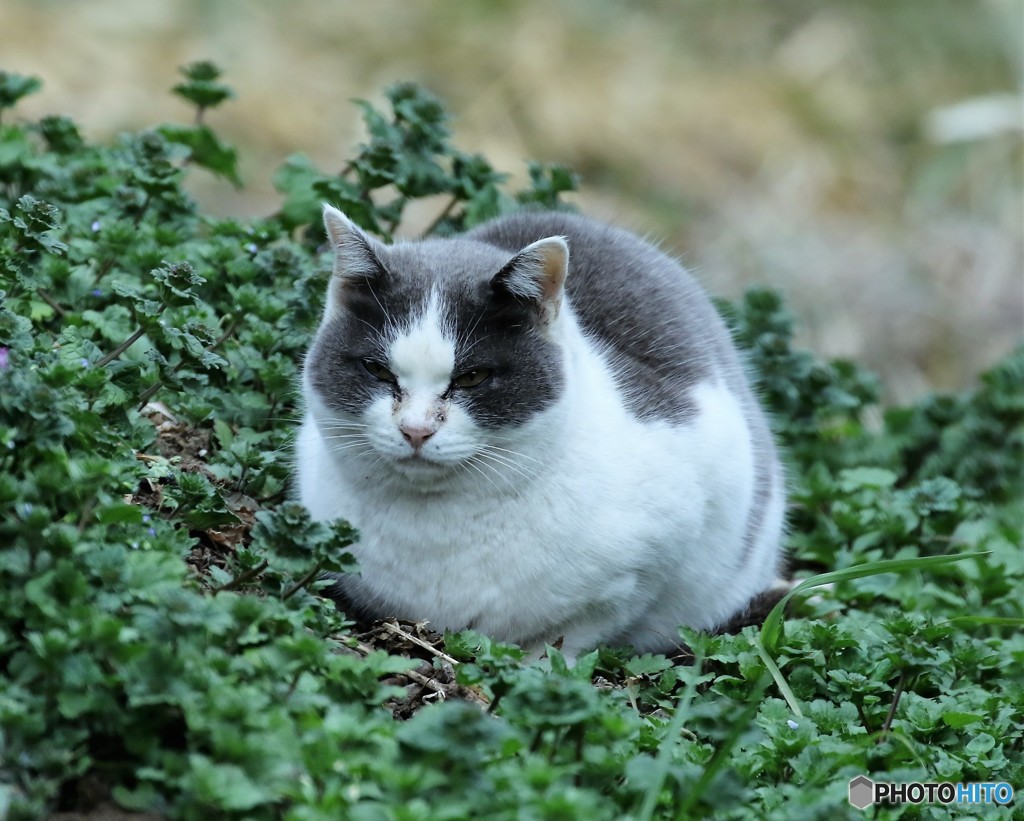 公園のネコさん。