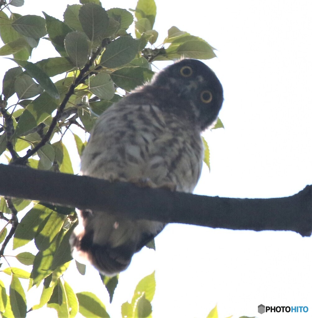 アオバズクさんのヒナちゃん。