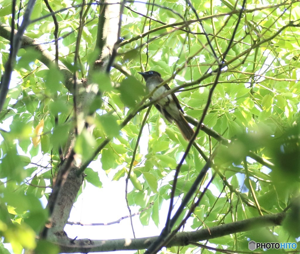 地元の公園で、サンコウチヨウさん。