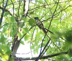 地元の公園で、サンコウチヨウさん。
