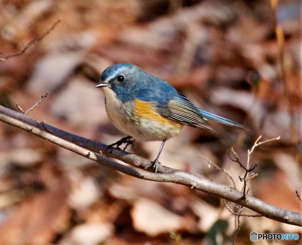 ルリビタキの森のルリビタキさん。