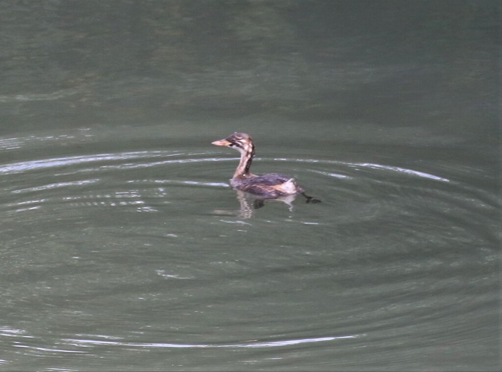 カイツブリさん。