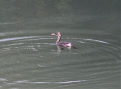 カイツブリさん。