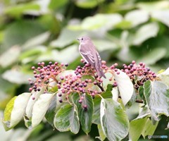エゾビタキさん・食事中です。