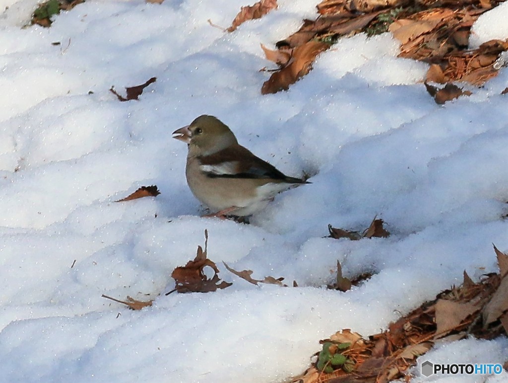 公園の野鳥さん。