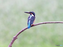 カワセミさん。