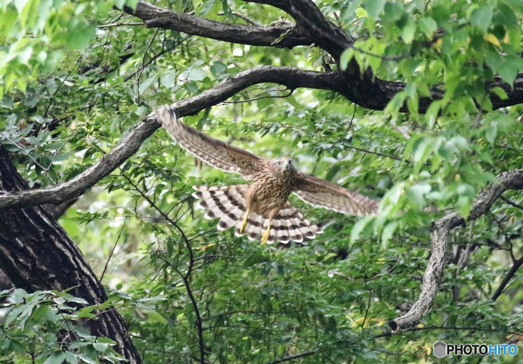 若オオタカさん。
